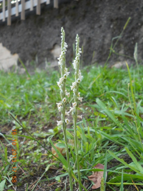 osp carrara 161013 013.jpg