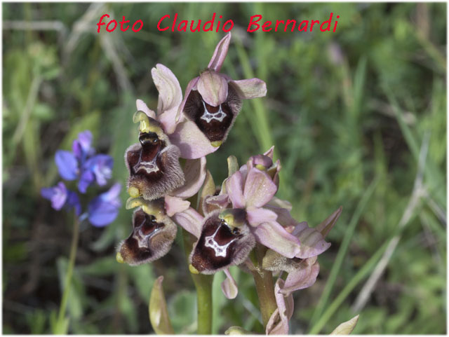 ophrys tenthredinifra.jpg