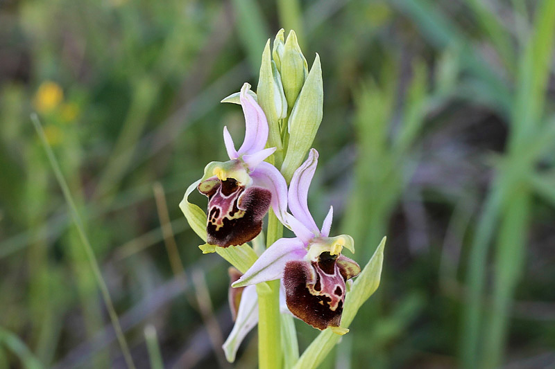 2l-ophrys-holosericea subsp. dinarica.jpg
