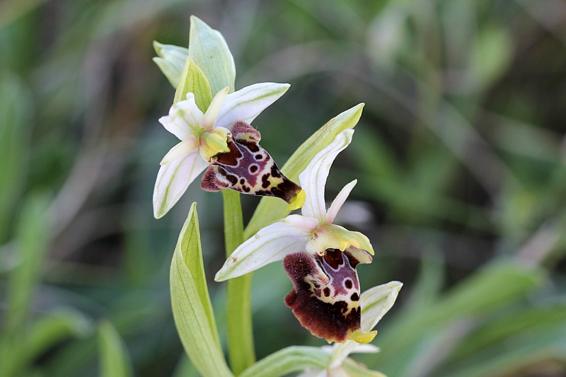 3l-ophrys-holosericea subsp. dinarica.jpg