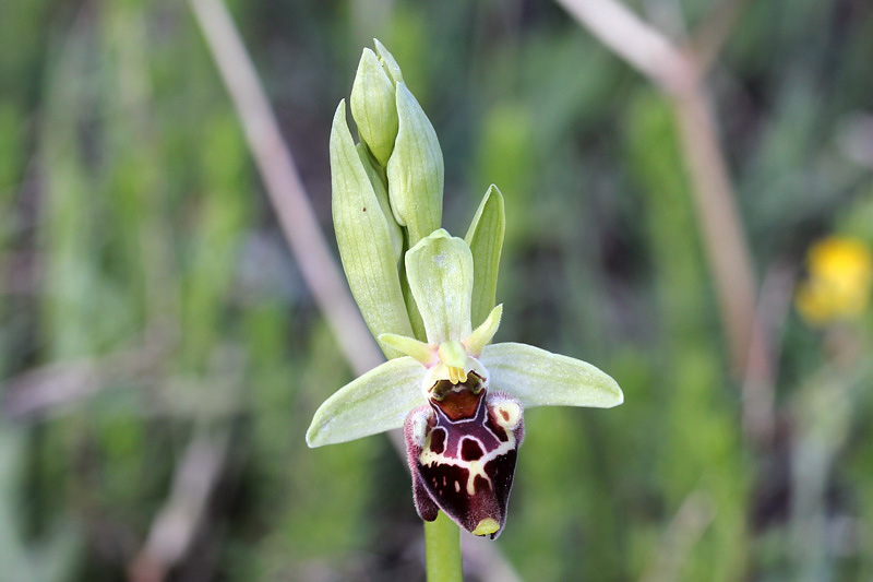 4l-ophrys-holosericea subsp. dinarica.jpg