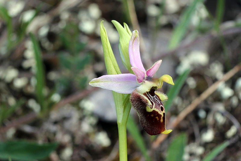 5l-ophrys-holosericea subsp. dinarica.jpg