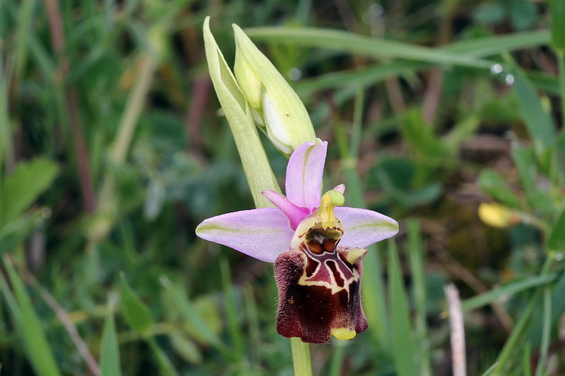 6l-ophrys-holosericea subsp. dinarica.jpg