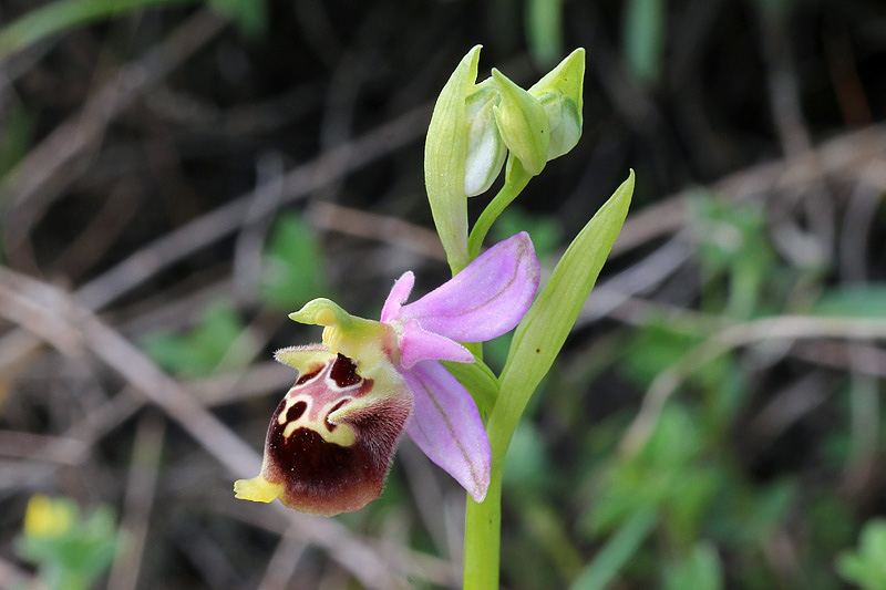 7l-ophrys-holosericea subsp. dinarica.jpg