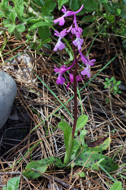 1l-orchis-anatolica.jpg