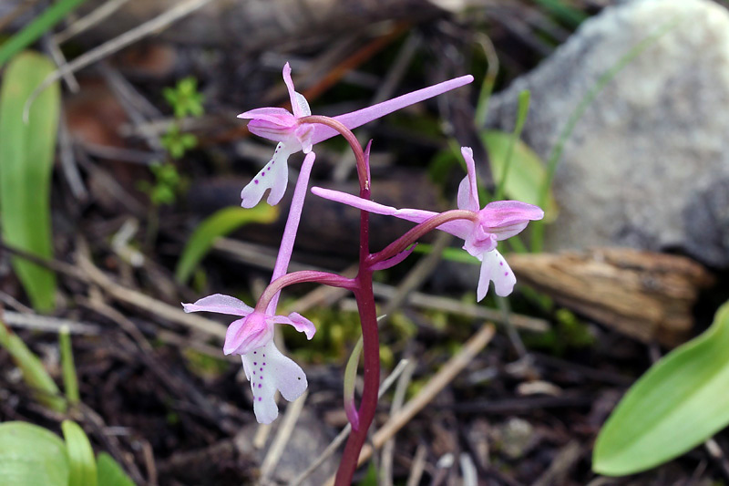 2l-orchis-anatolica.jpg