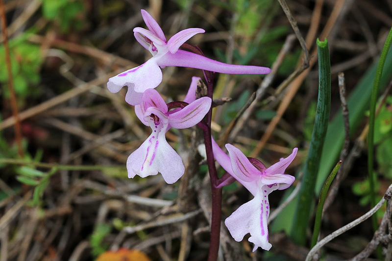 5l-orchis-anatolica.jpg
