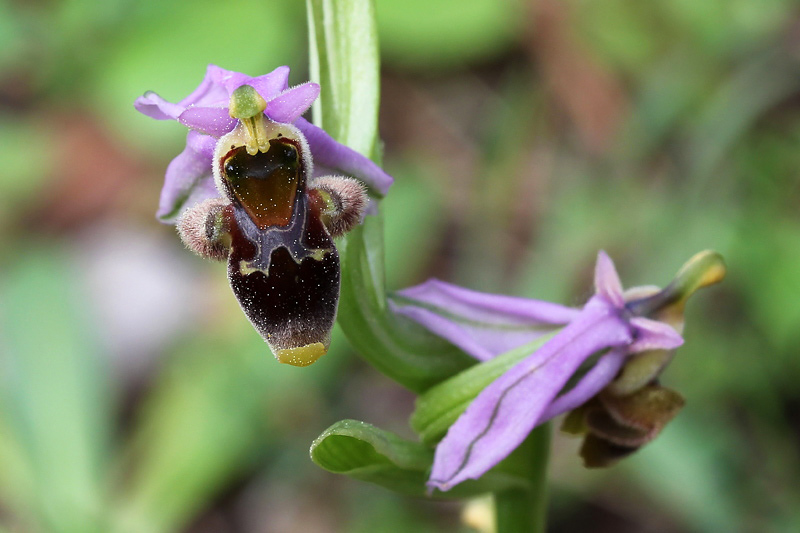 7l-ophrys-dodekanensis.jpg