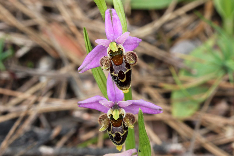 8l-ophrys-dodekanensis.jpg