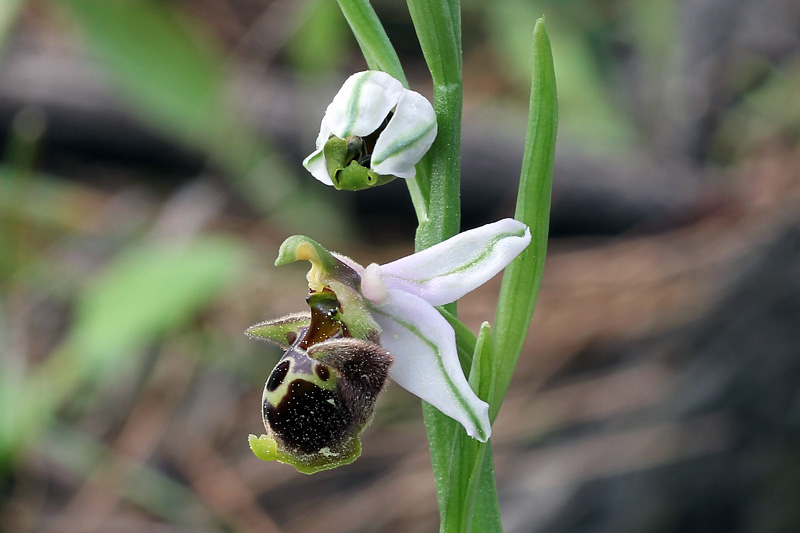 10l-ophrys-dodekanensis.jpg