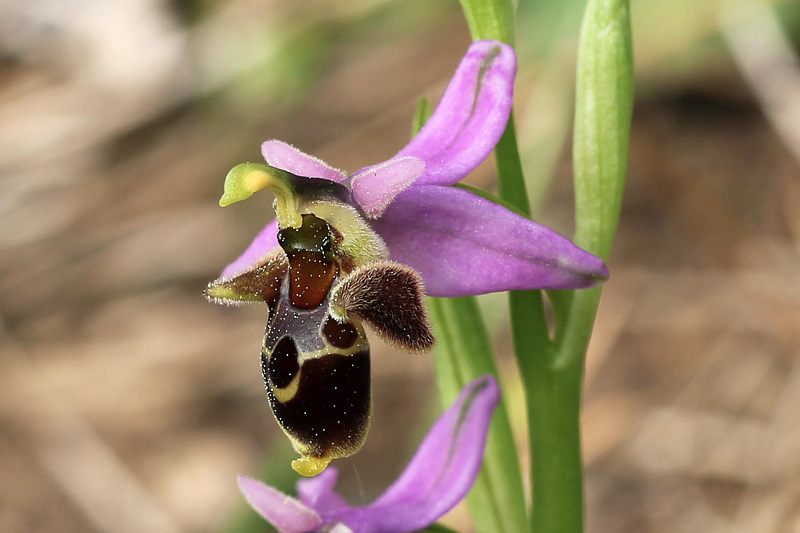 11l-ophrys-dodekanensi.jpg