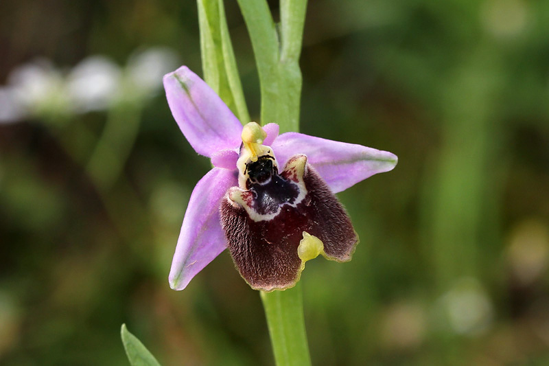 15l-ophrys-candica.jpg