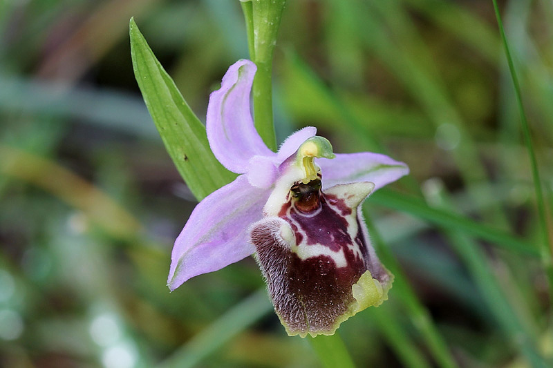 18l-ophrys-candica.jpg