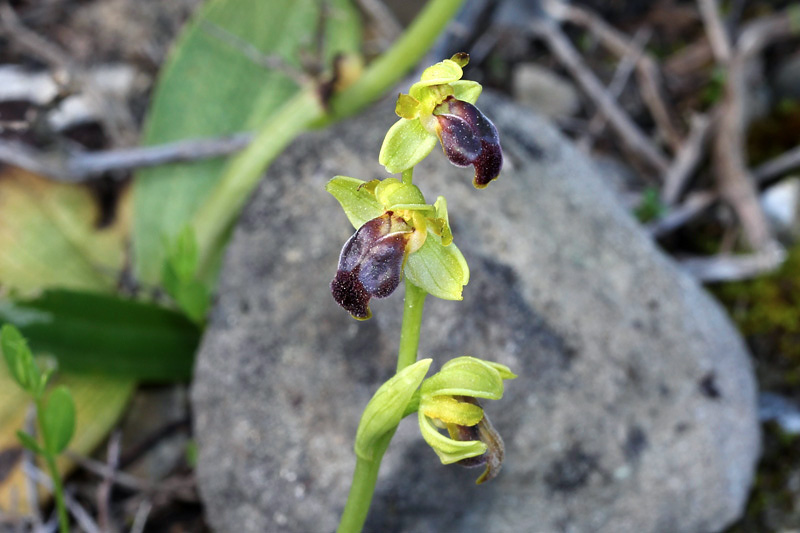32l-ophrys-cinereophila.jpg