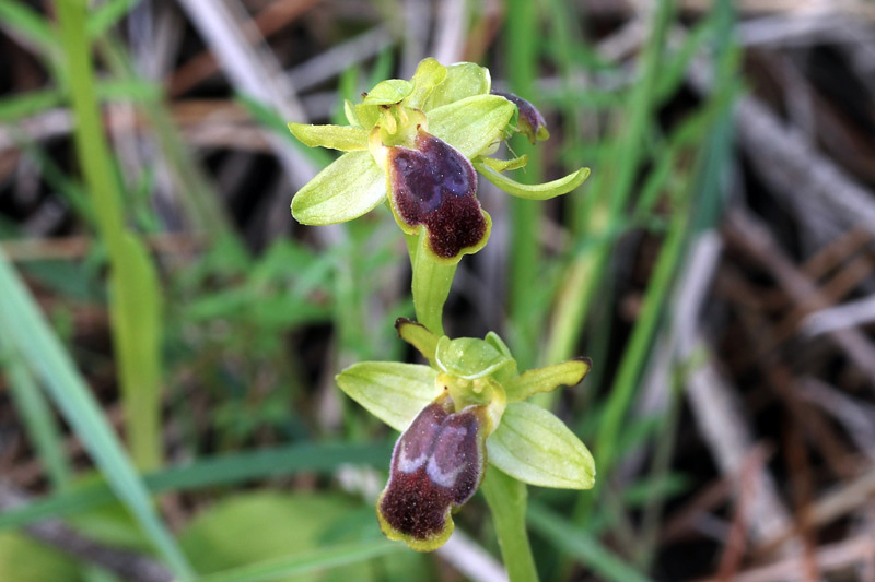 35l-ophrys-cinereophila.jpg