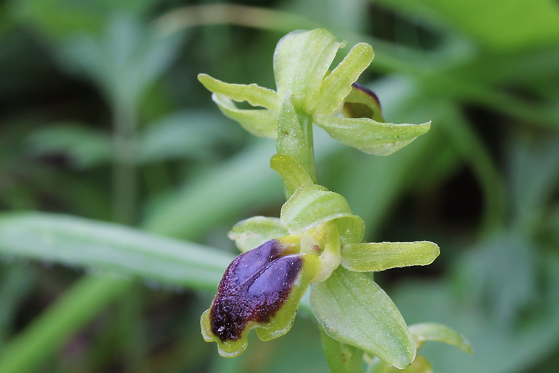 36l-ophrys-cinereophila.jpg