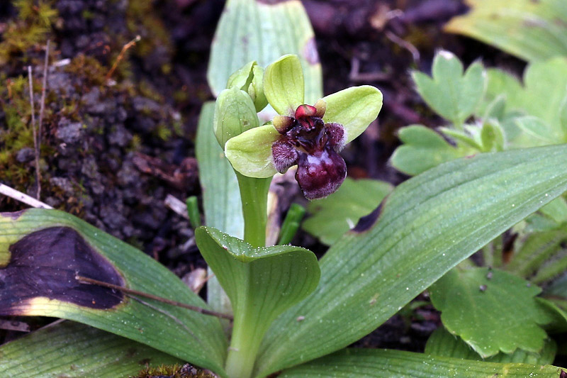 45l-ophrys-bombyliflora.jpg