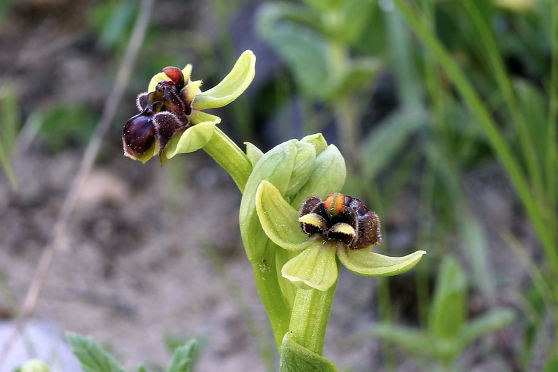 48l-ophrys-bombyliflora.jpg