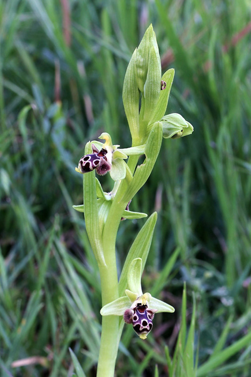 8l-ophrys-rhodia.jpg