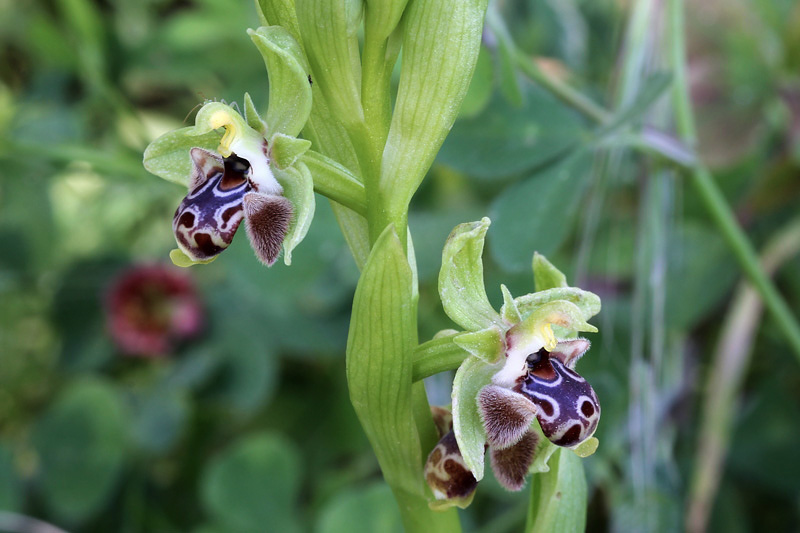 9l-ophrys-rhodia.jpg