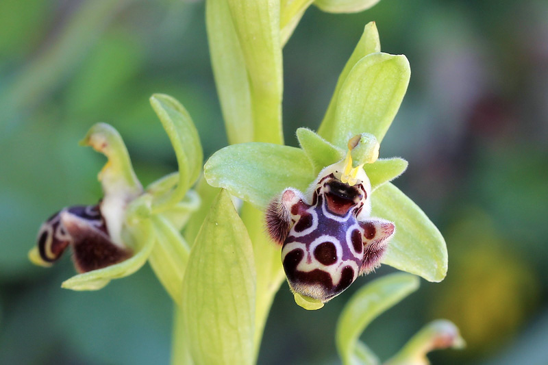 12l-ophrys-rhodia.jpg