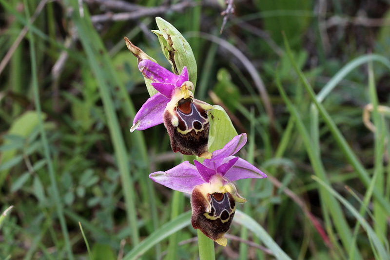 1l-ophrys-calypsus.jpg