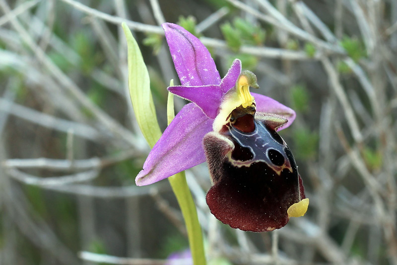 3l-ophrys-calypsus.jpg