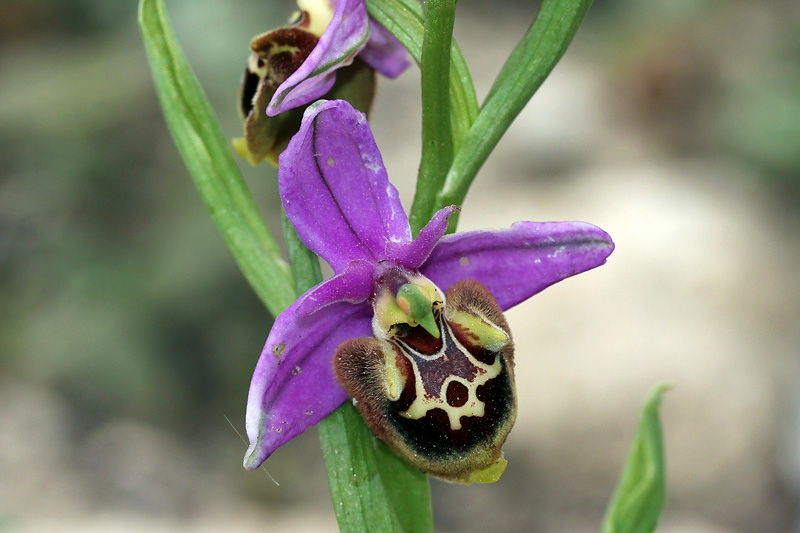 4l-ophrys-calypsus.jpg