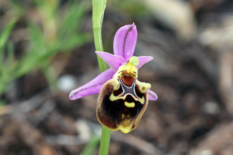 5l-ophrys-calypsus.jpg