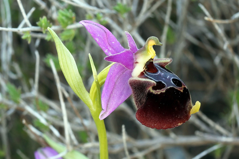 6l-ophrys-calypsus.jpg