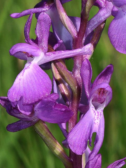 A-palustris-x-A-laxifloraL.jpg