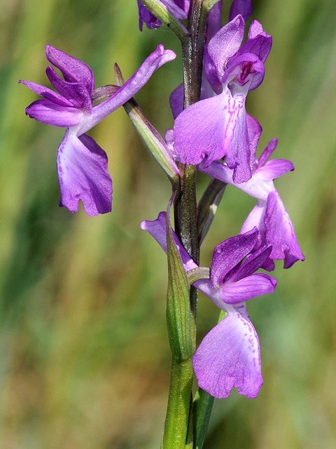 A-palustris-x-A-laxifloral2.jpg