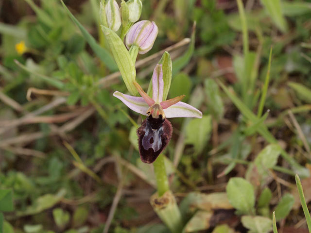 ibrido bertoloni x incubacea.jpg
