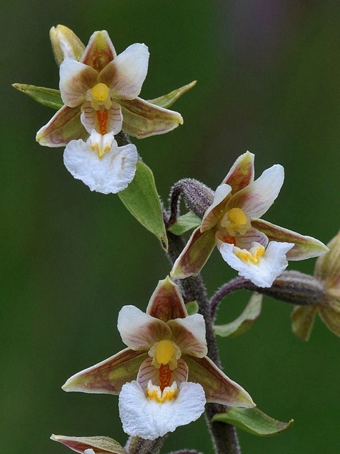 Epipactis-palustris1giros.jpg