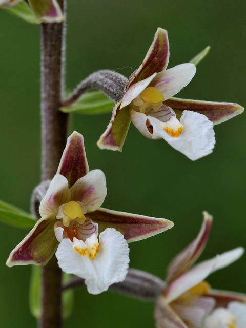 Epipactis-palustris2giros.jpg