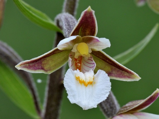 Epipactis-palustris3giros.jpg