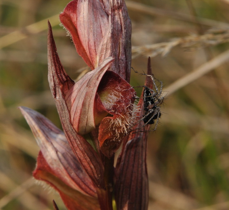 DSC_3971.jpg