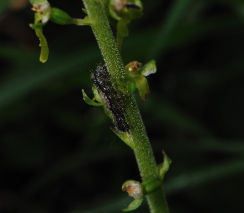 DSC_4463.jpg