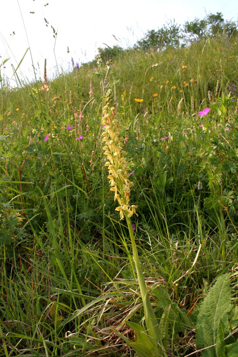 Orchis-anthropophora-(2).jpg