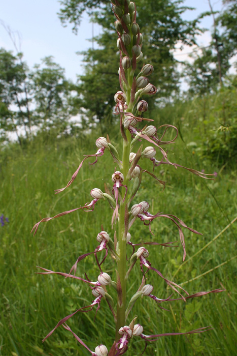 Himantoglossum-adriaticum.jpg