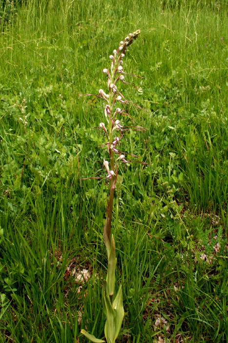 Himantoglossum-adriaticum-(.jpg