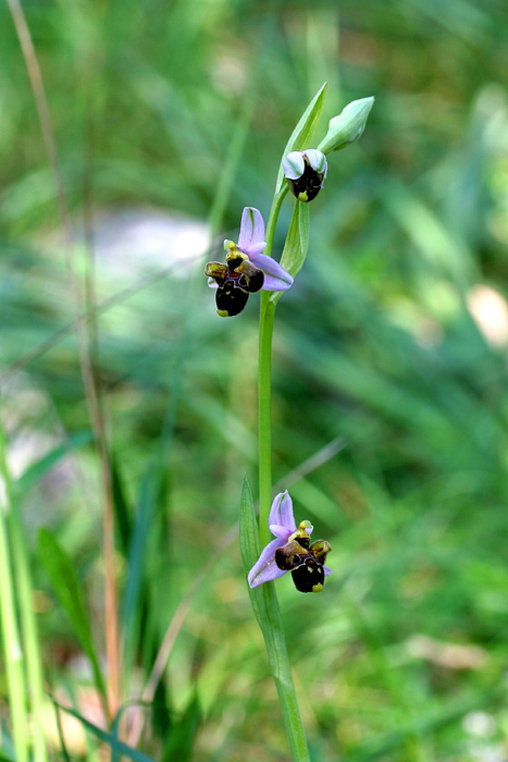 Ophrys-scolopax-ssp.jpg