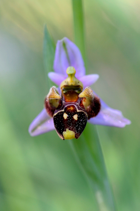 Ophrys-scolopax-ssp1.jpg