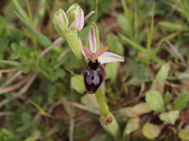 ibrido bertolonii x incubacea.jpg