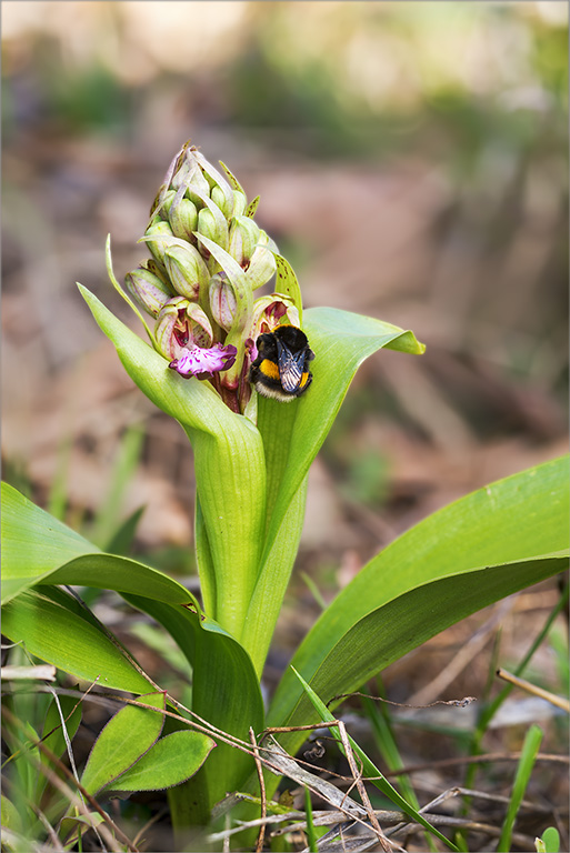 Himantoglossum robertianum.jpg
