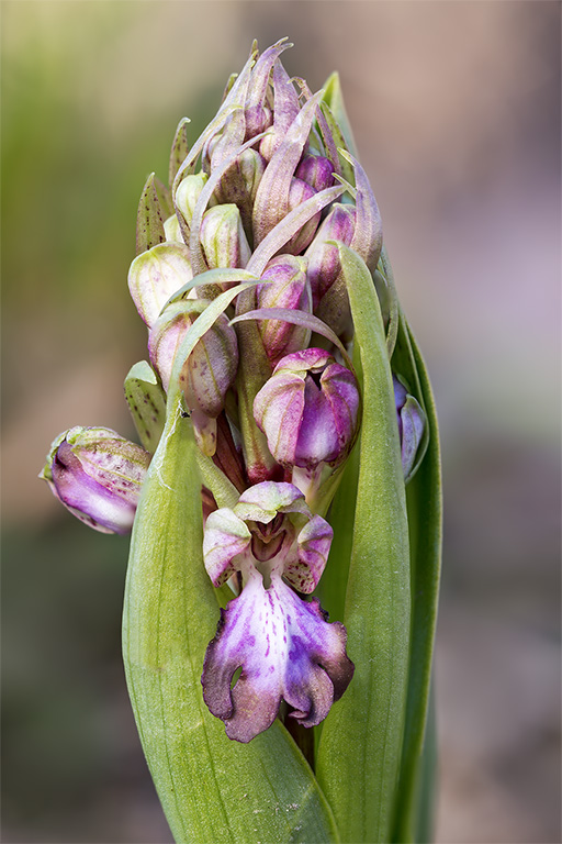 Himantoglossum robertianum (1).jpg