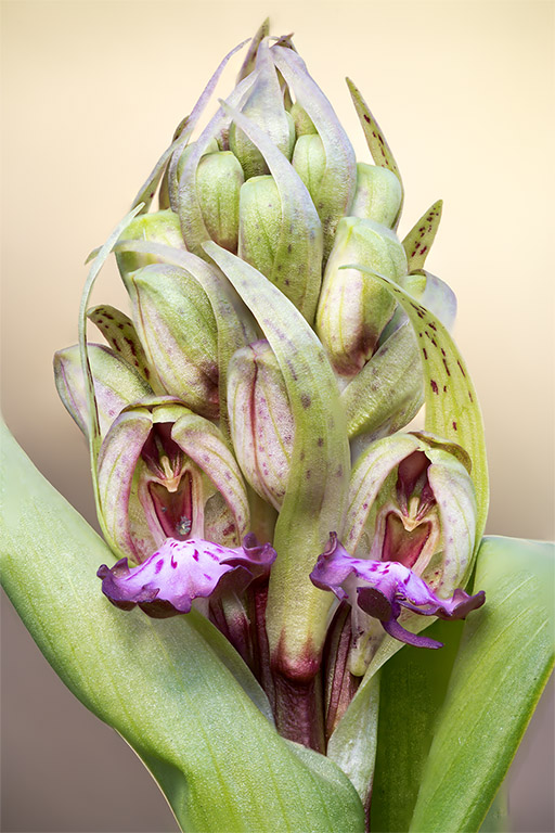 Himantoglossum robertianum (2).jpg