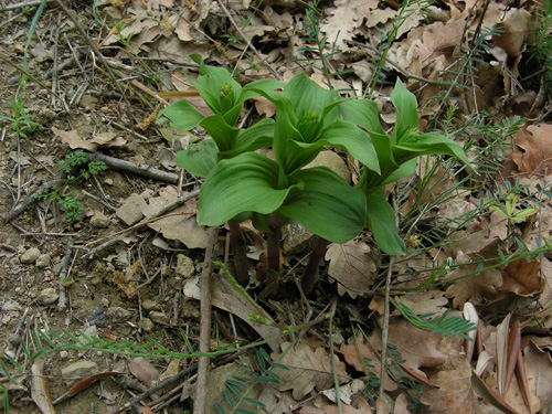 1 Camporosso 03052010.jpg