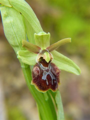 Oph. aranifera Fiesole Fi,.JPG