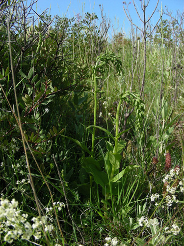 2 Camporosso 21052009.jpg